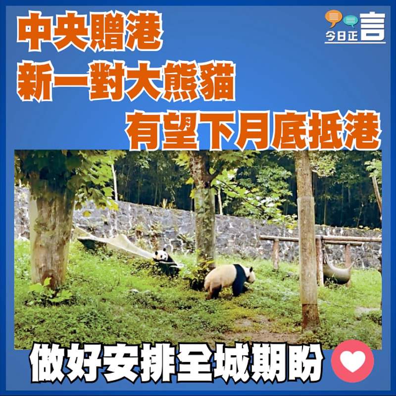 中央贈港新一對大熊貓 有望下月底抵港