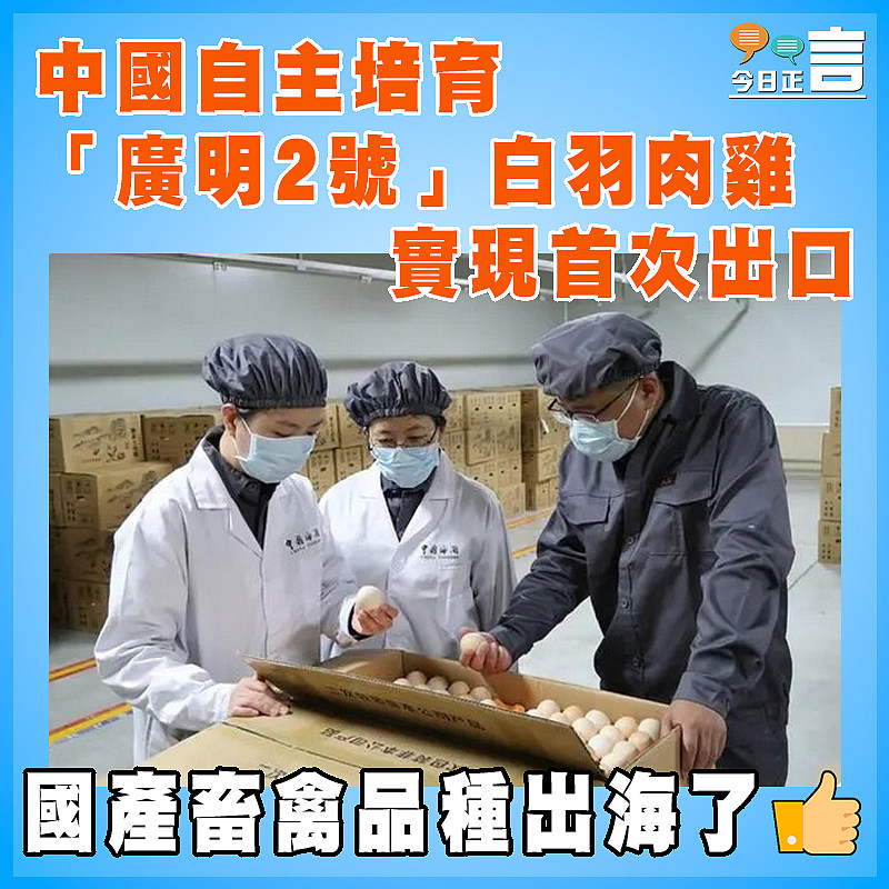中國自主培育「廣明2號」白羽肉雞實現首次出口