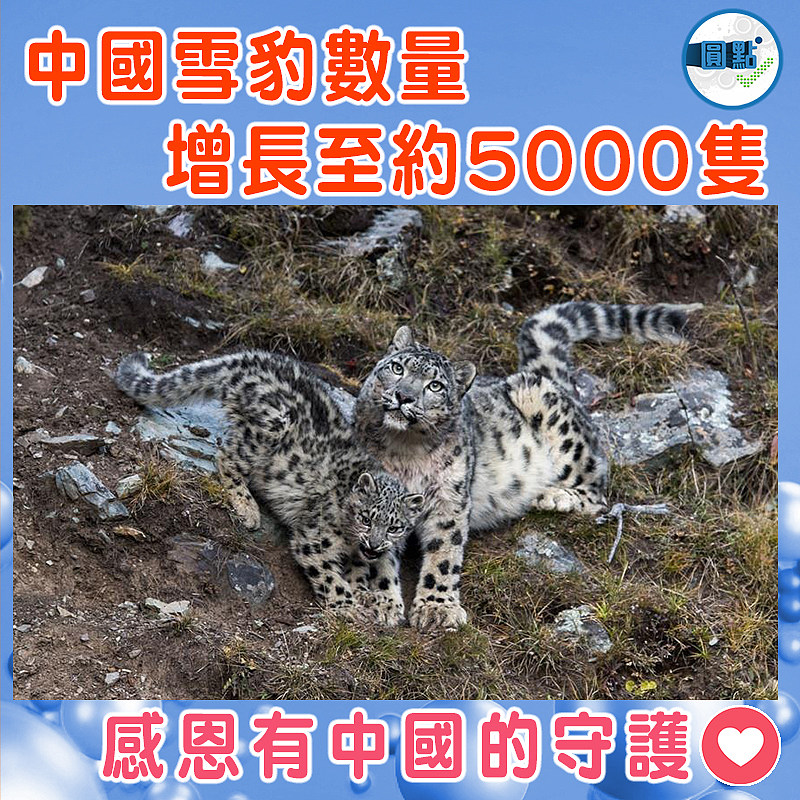中國雪豹數量增長至約5000隻