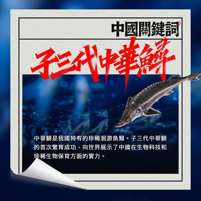 【正言專題】中國關鍵詞：子三代中華鱘