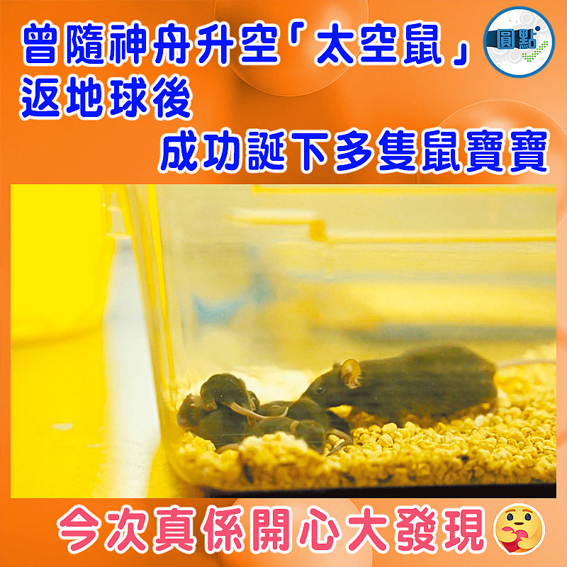 曾隨神舟升空「太空鼠」 返地球後成功誕下多隻鼠寶寶