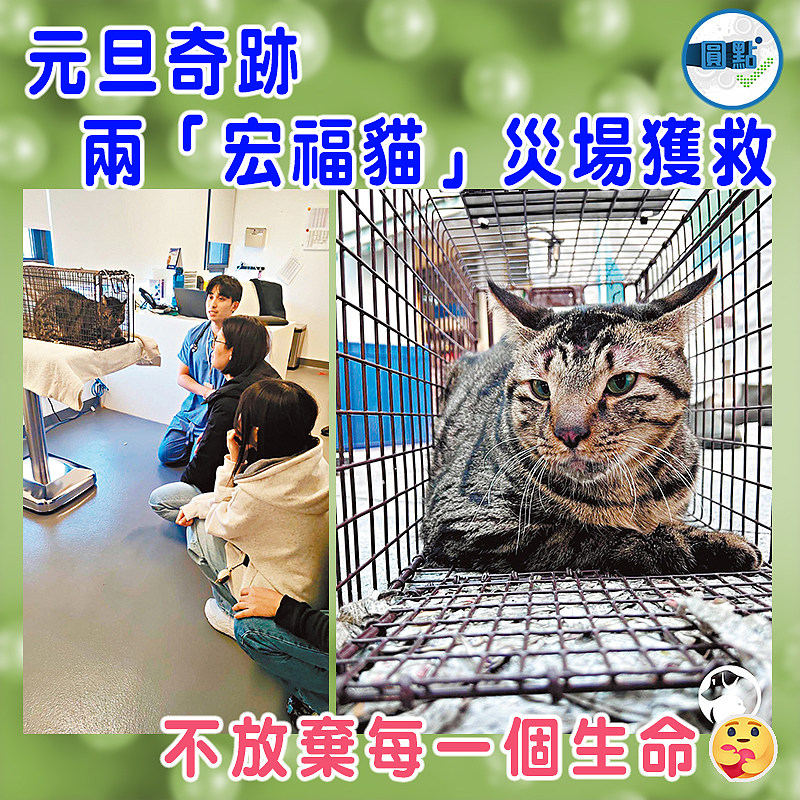 【元旦奇跡 兩「宏福貓」災場獲救】