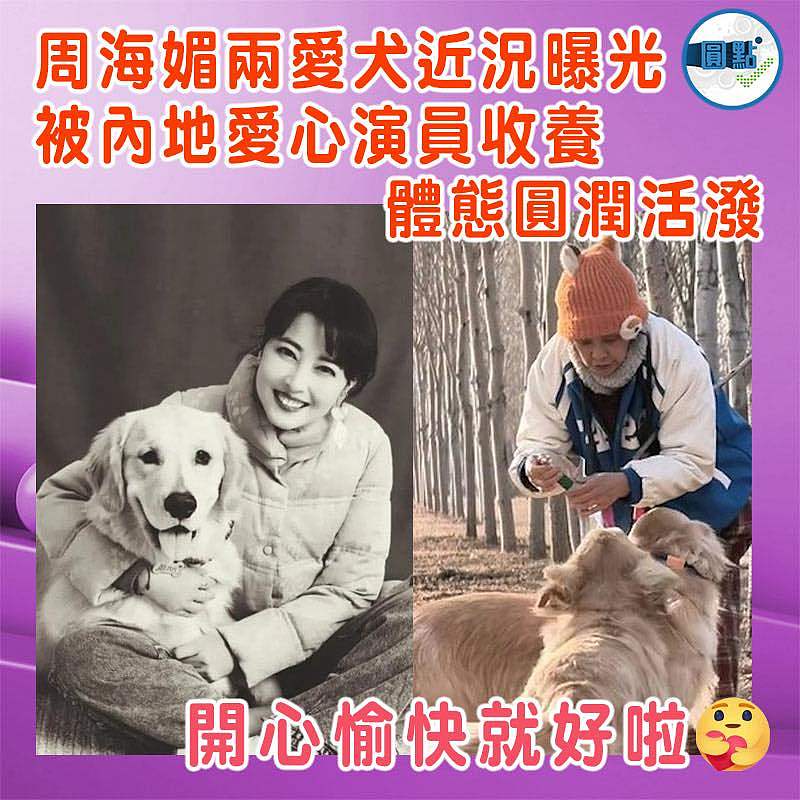 周海媚兩愛犬近況曝光 被內地愛心演員收養  體態圓潤活潑