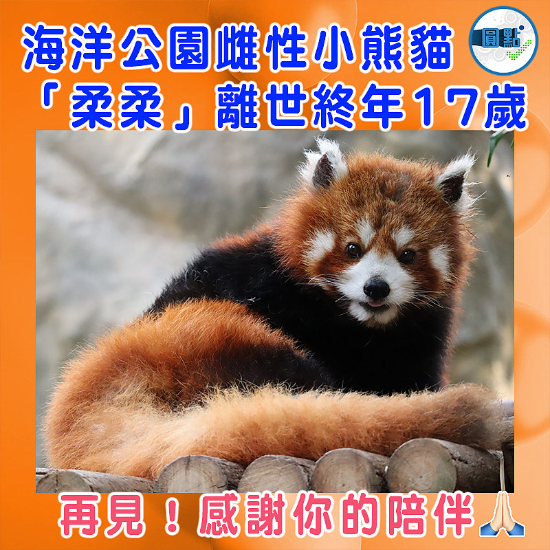 海洋公園雌性小熊貓「柔柔」離世終年17歲