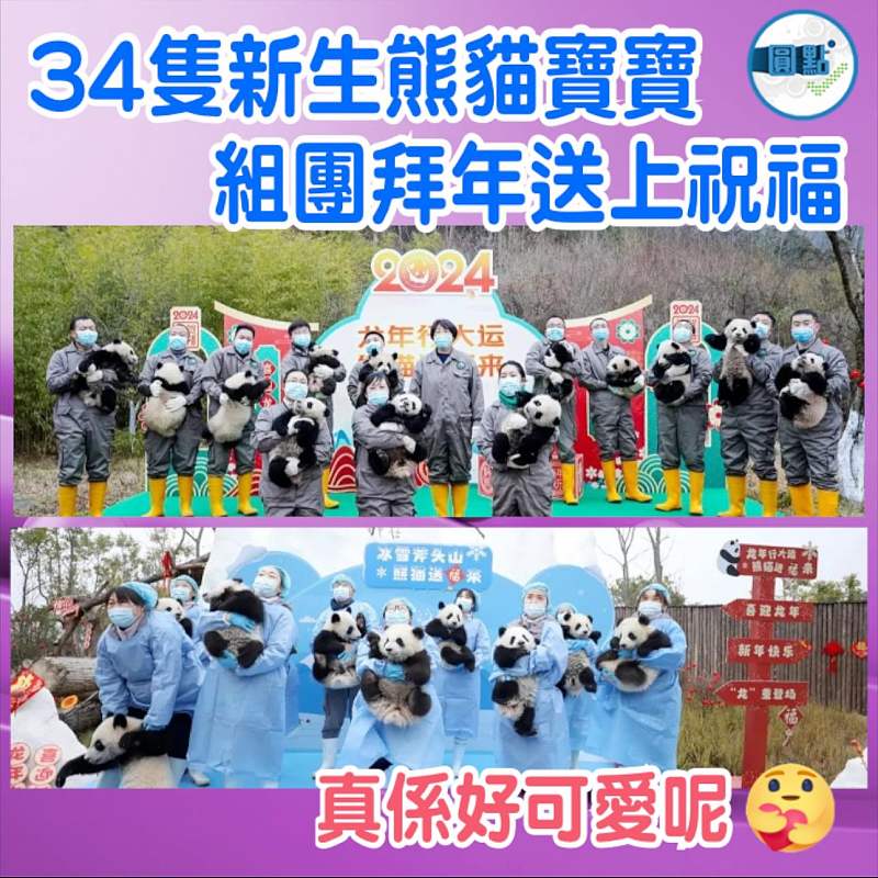 34隻新生熊貓寶寶組團拜年送上祝福