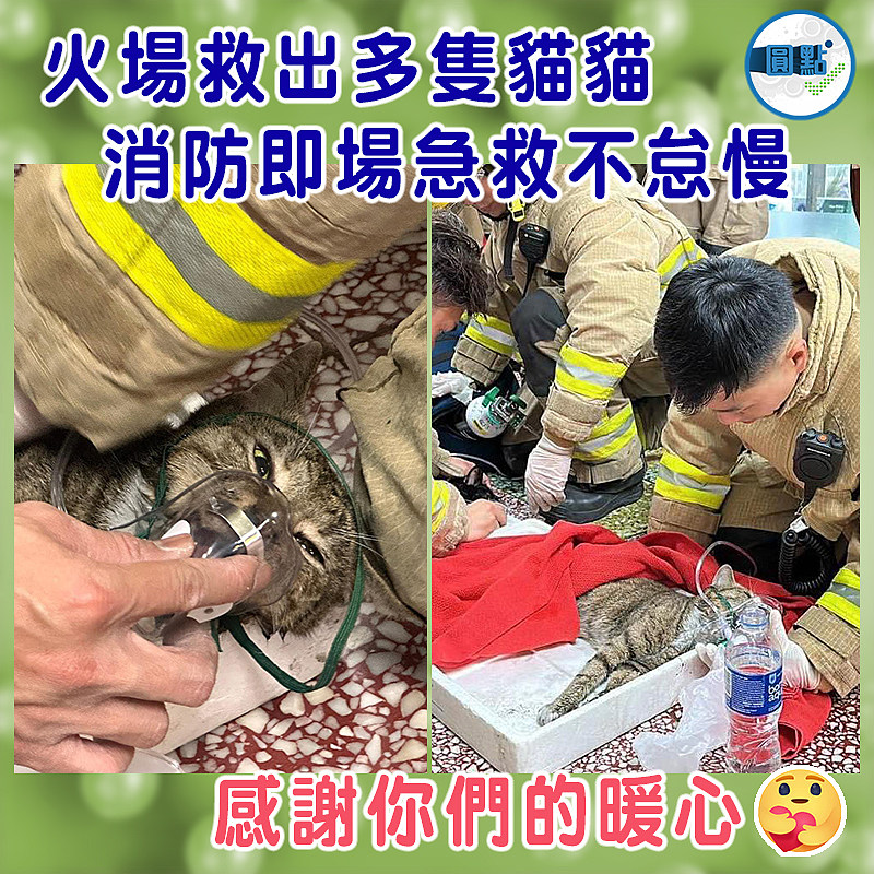 火場救出多隻貓貓  消防即場急救不怠慢