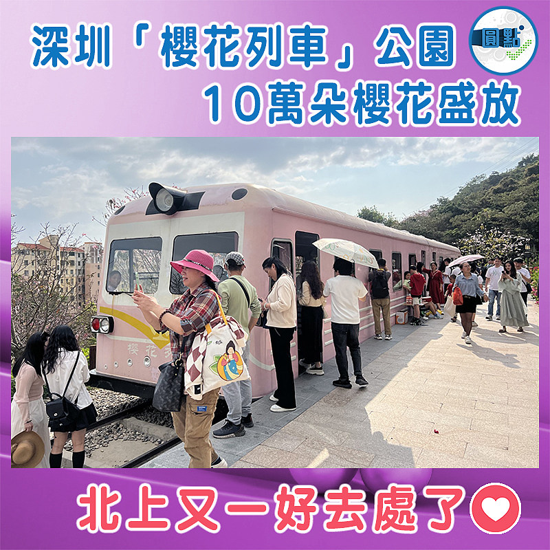 深圳「櫻花列車」公園   10萬朵櫻花盛放