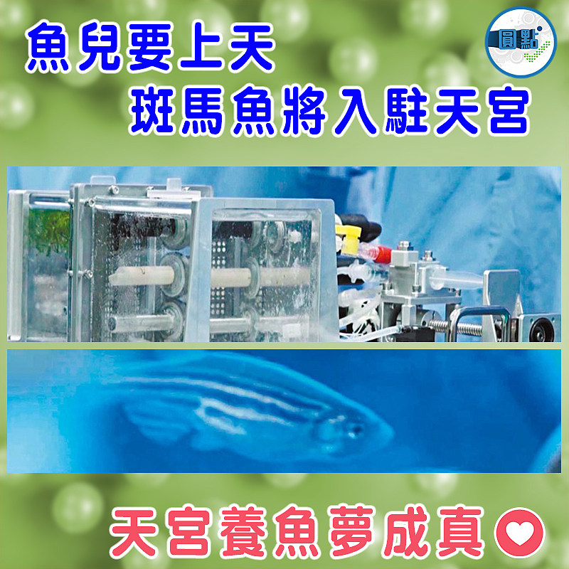 魚兒要上天 斑馬魚將入駐天宮