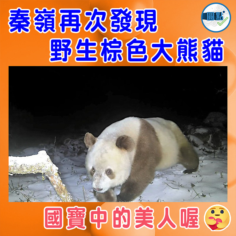 秦嶺再次發現野生棕色大熊貓