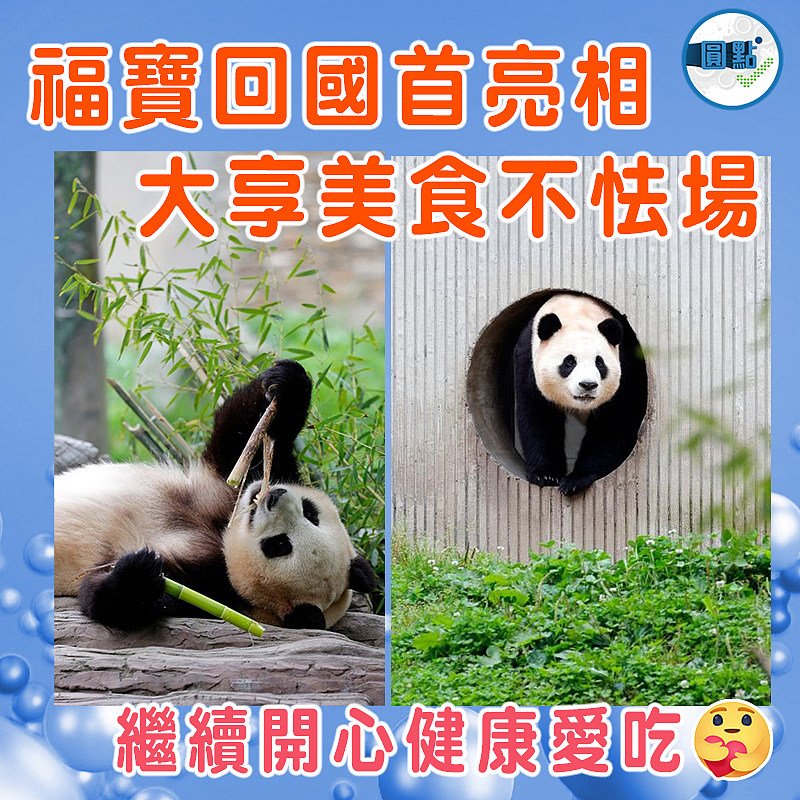 福寶回國首亮相 大享美食不怯場