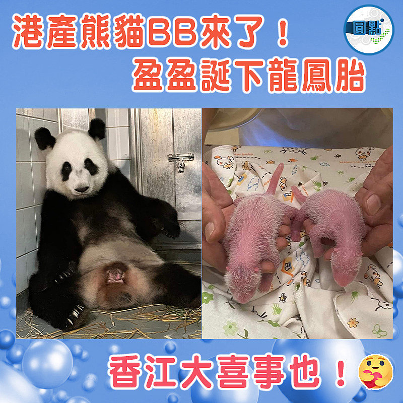 港產熊貓BB來了！盈盈誕下龍鳳胎