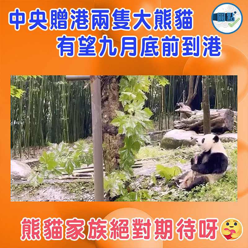 中央贈港兩隻大熊貓有望九月底前到港