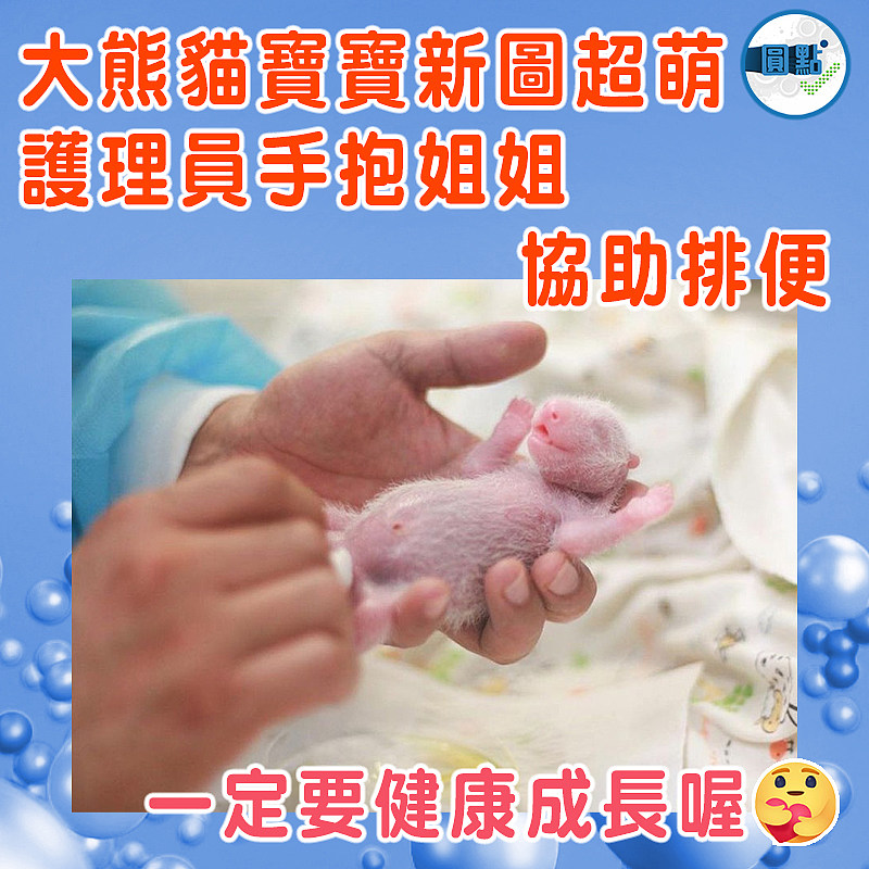 大熊貓寶寶新圖超萌 護理員手抱姐姐協助排便
