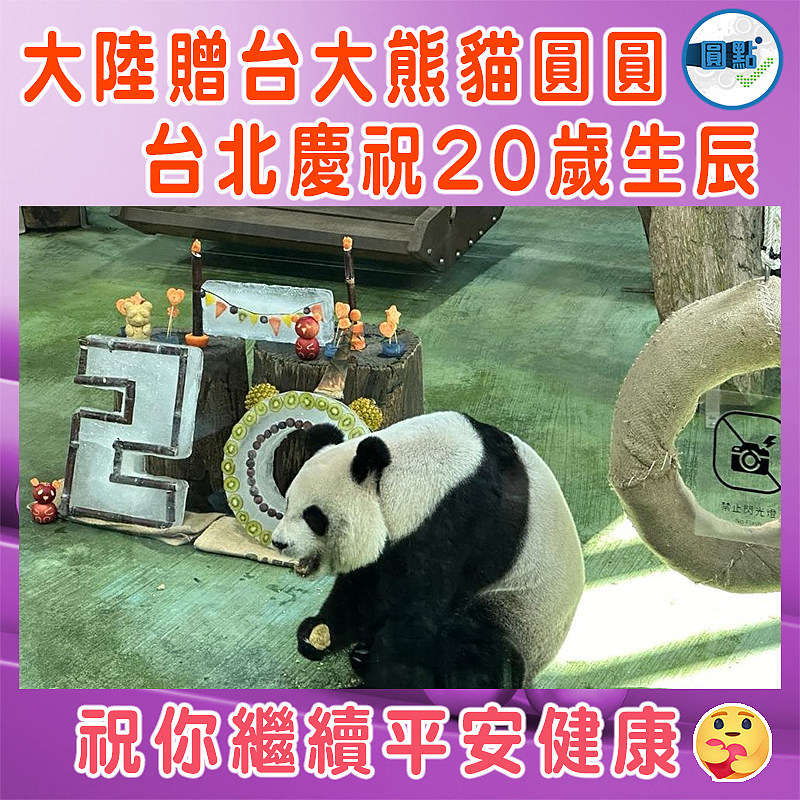 大陸贈台大熊貓圓圓    台北慶祝20歲生辰