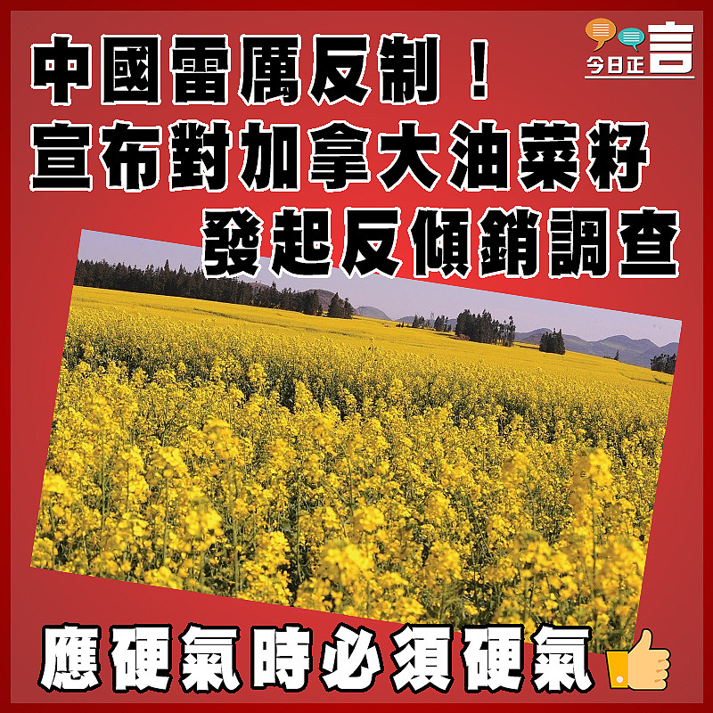 中國雷厲反制！宣布對加拿大油菜籽發起反傾銷調查