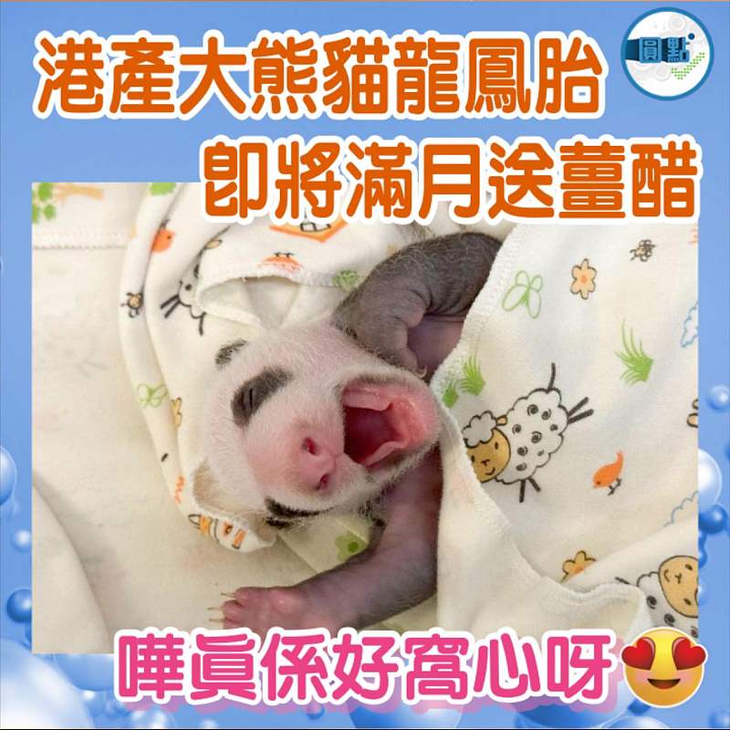 港產大熊貓龍鳳胎 即將滿月送薑醋