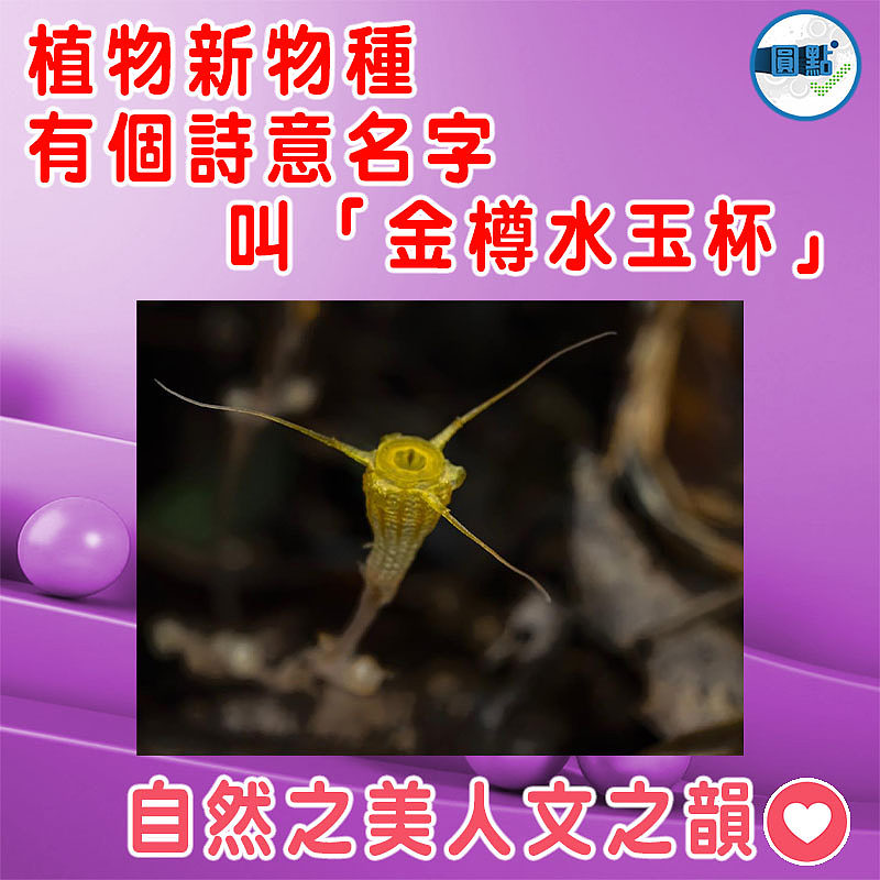 植物新物種有個詩意名字   叫「金樽水玉杯」