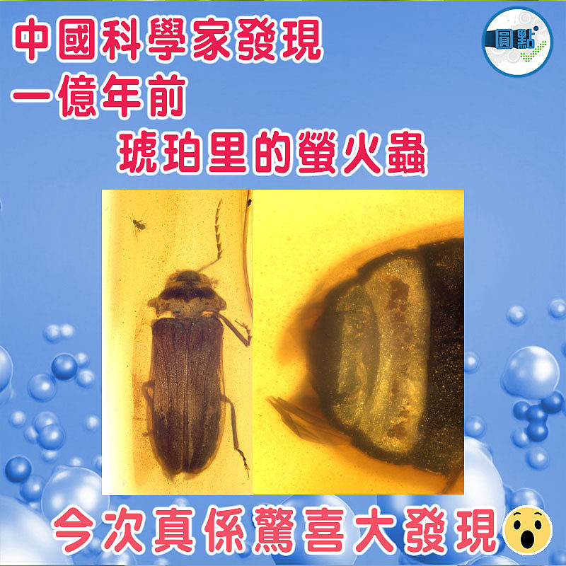 中國科學家發現一億年前琥珀里的螢火蟲