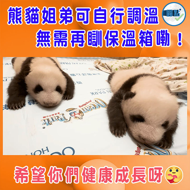 熊貓姐弟可自行調溫 無需再瞓保溫箱嘞!