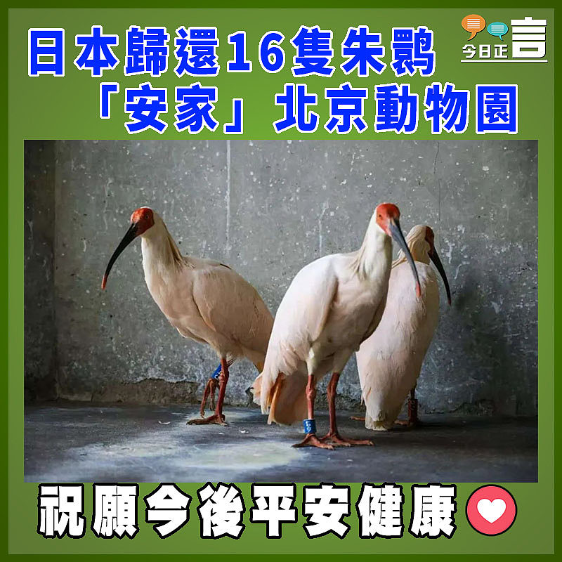 日本歸還16隻朱鹮「安家」北京動物園