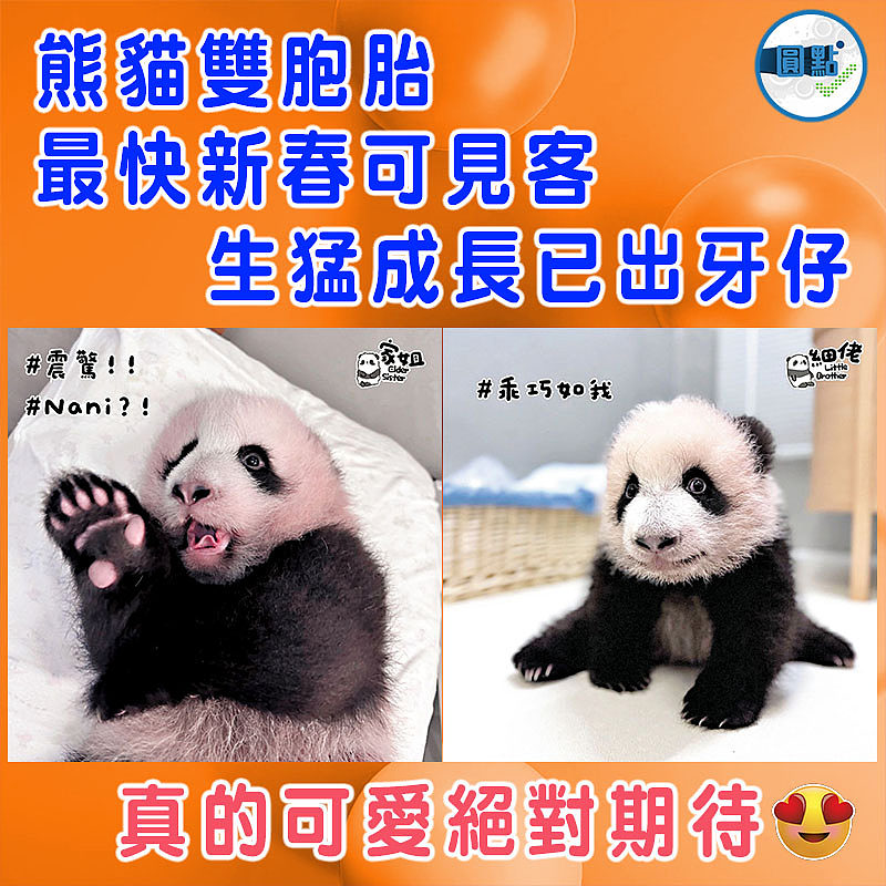 熊貓雙胞胎最快新春可見客 生猛成長已出牙仔