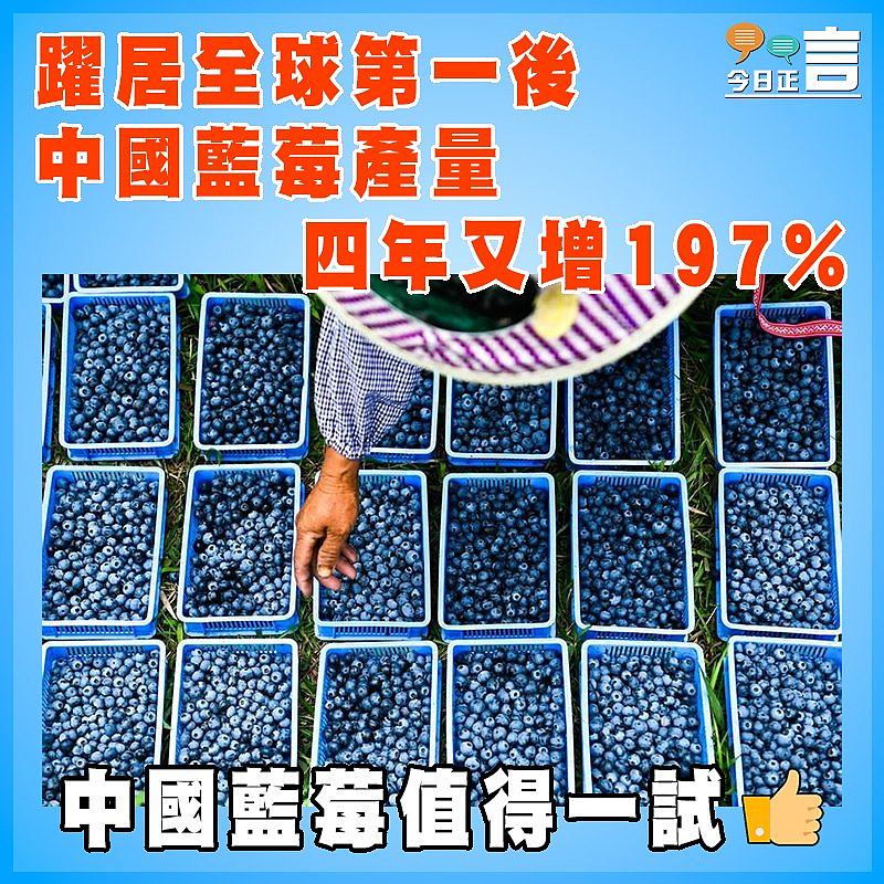 躍居全球第一後 中國藍莓產量四年又增197%