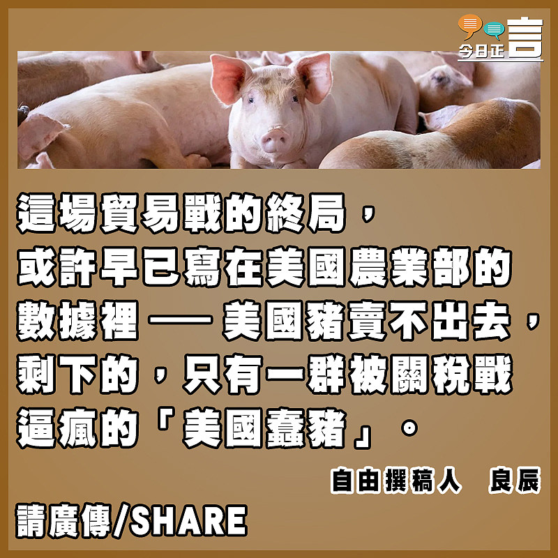 美國豬賣不了  剩下美國蠢豬