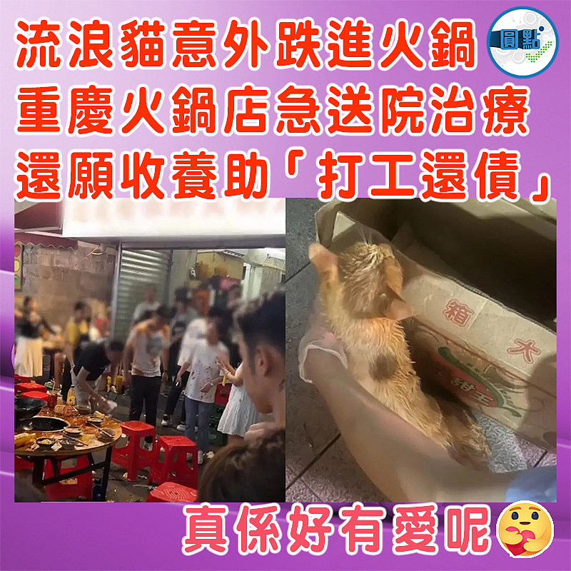流浪貓意外跌進火鍋  重慶火鍋店送院治療   還願收養助「打工還債」
