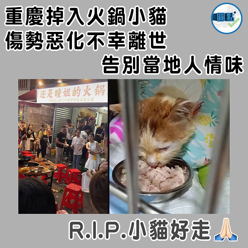 重慶掉入火鍋小貓傷勢惡化不幸離世  告別當地人情味