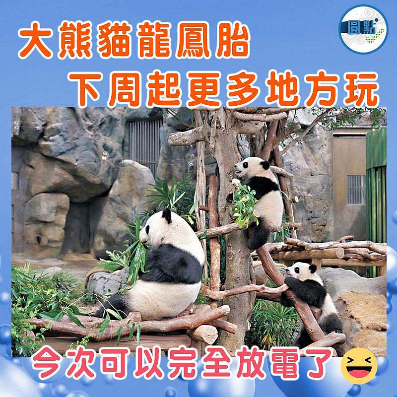 大熊貓龍鳳胎下周起更多地方玩