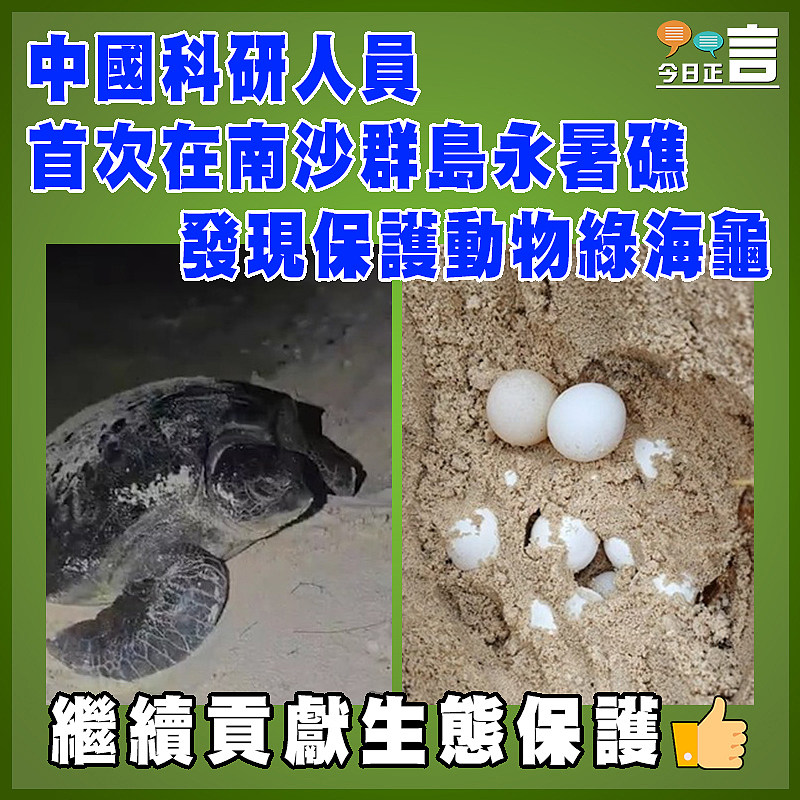 中國科研人員首次在南沙群島永暑礁發現保護動物綠海龜