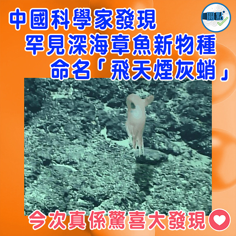 中國科學家發現罕見深海章魚新物種  命名「飛天煙灰蛸」