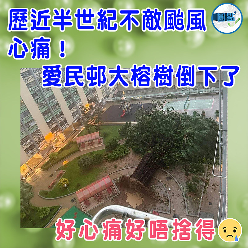 歷近半世紀不敵颱風  心痛！ 愛民邨大榕樹倒下了