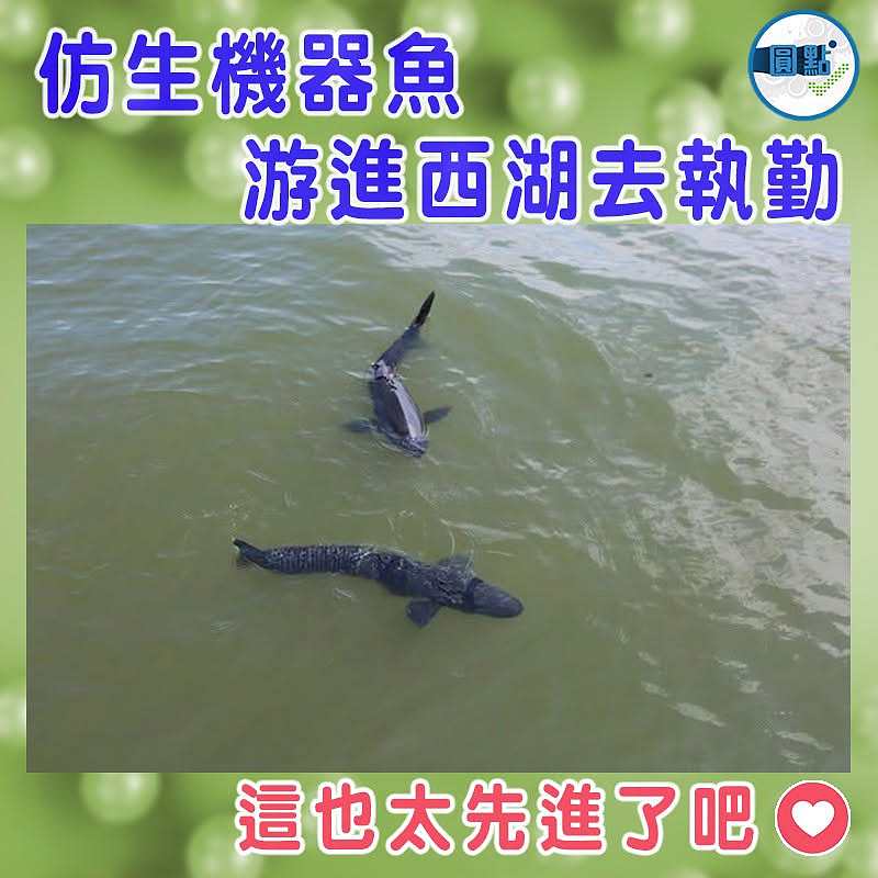 仿生機器魚  游進西湖去執勤