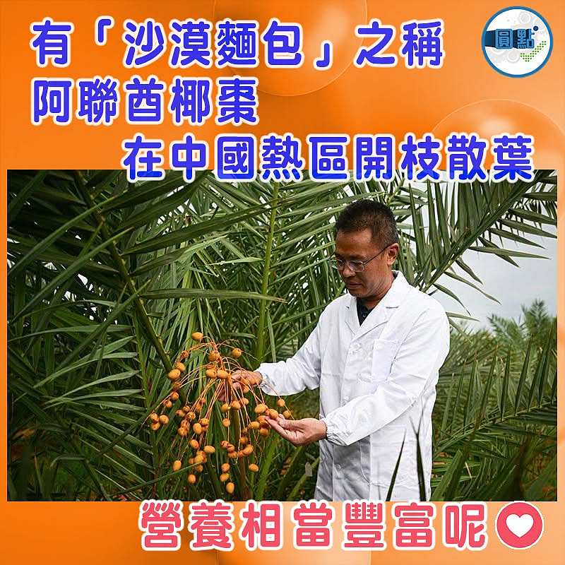 有「沙漠麵包」之稱 阿聯酋椰棗在中國熱區開枝散葉