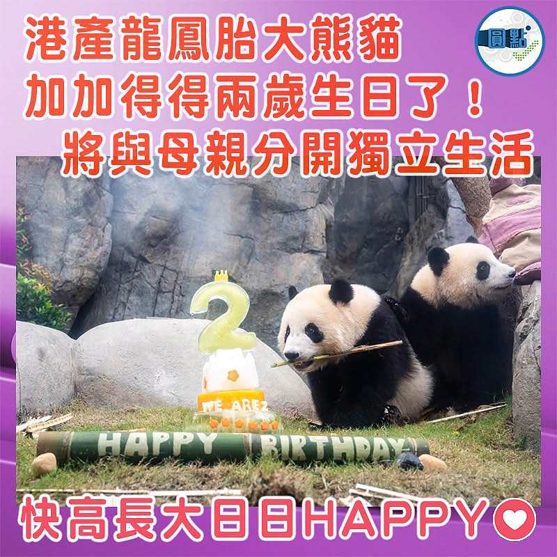 港產龍鳳胎大熊貓加加得得兩歲生日了！將與母親分開獨立生活
