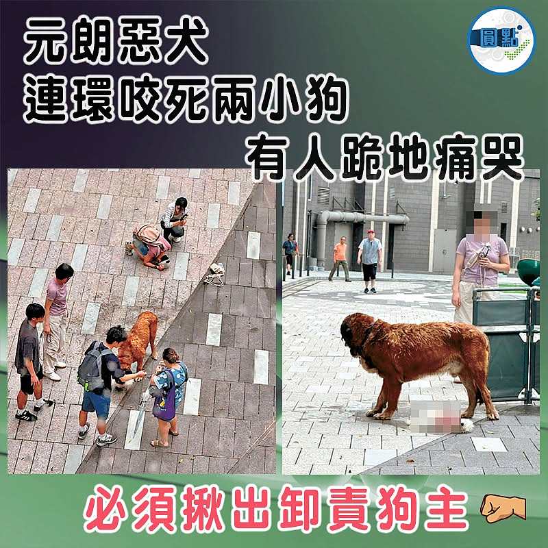 元朗惡犬連環咬死兩小狗 有人跪地痛哭
