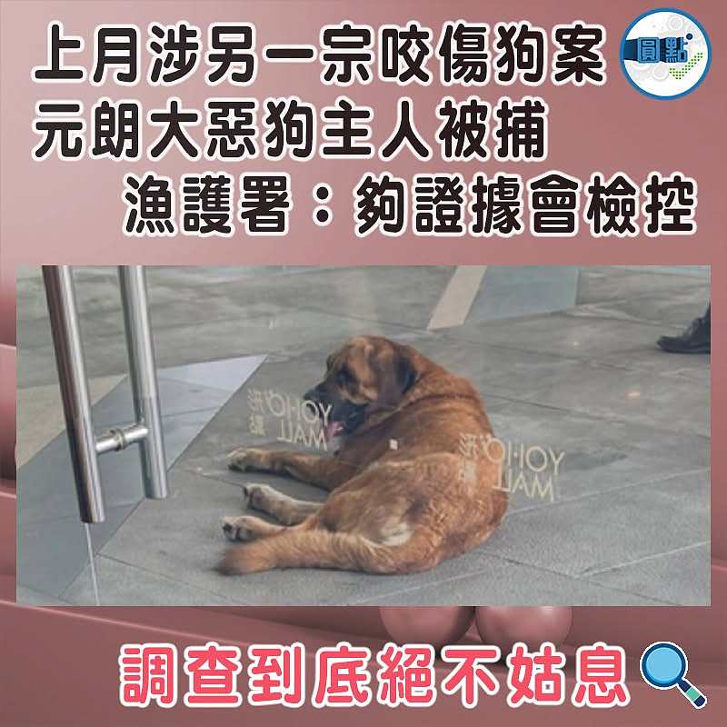 上月涉另一宗咬傷狗案  元朗大惡狗主人被捕   漁護署：夠證據會檢控
