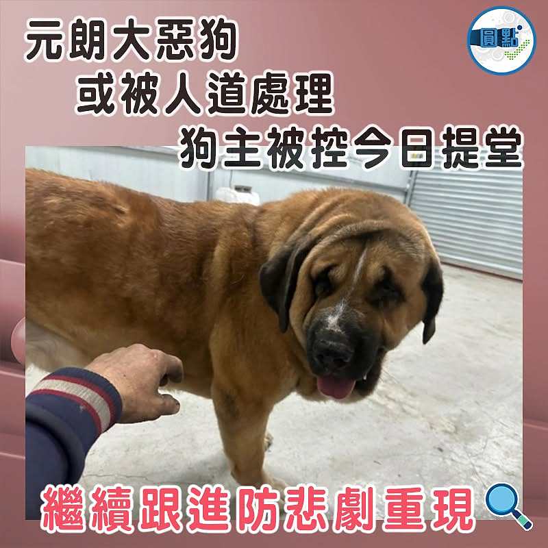 元朗大惡狗或被人道處理   狗主被控今日提堂