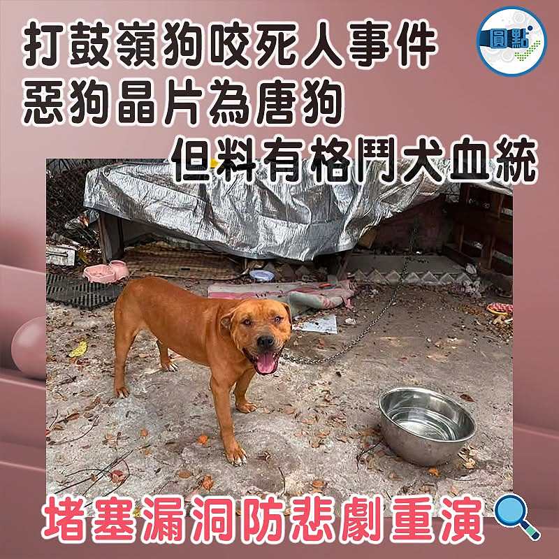 打鼓嶺狗咬死人事件 惡狗晶片為唐狗但料有格鬥犬血統