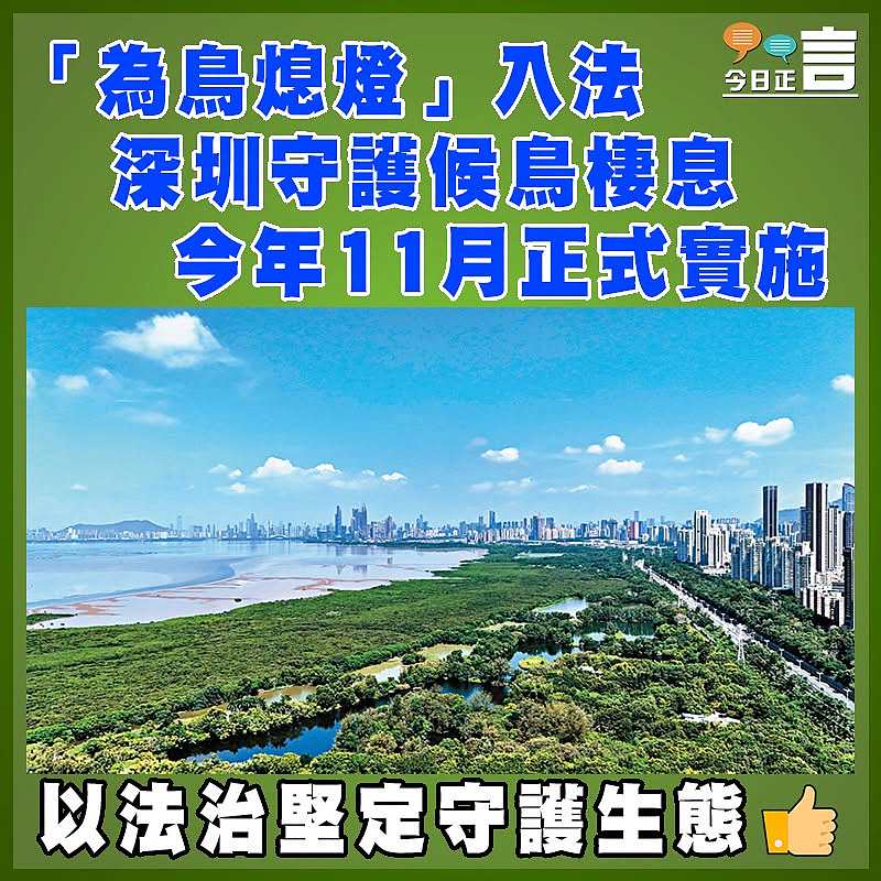 「為鳥熄燈」入法 深圳守護候鳥棲息  今年11月正式實施