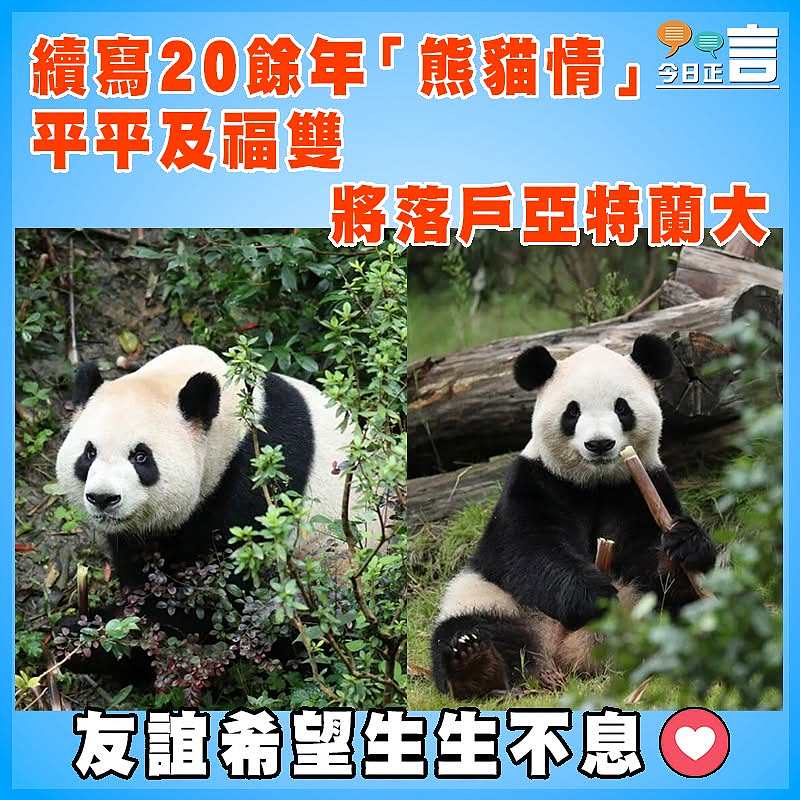 續寫20餘年「熊貓情」   平平及福雙將落戶亞特蘭大