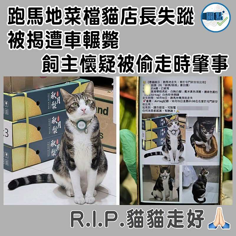 跑馬地菜檔貓店長失蹤被揭遭車輾斃　  飼主懷疑被偷走時肇事