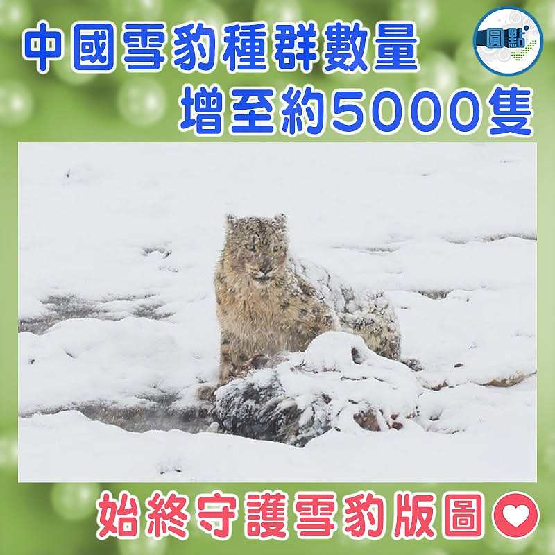 中國雪豹種群數量增至約5000隻